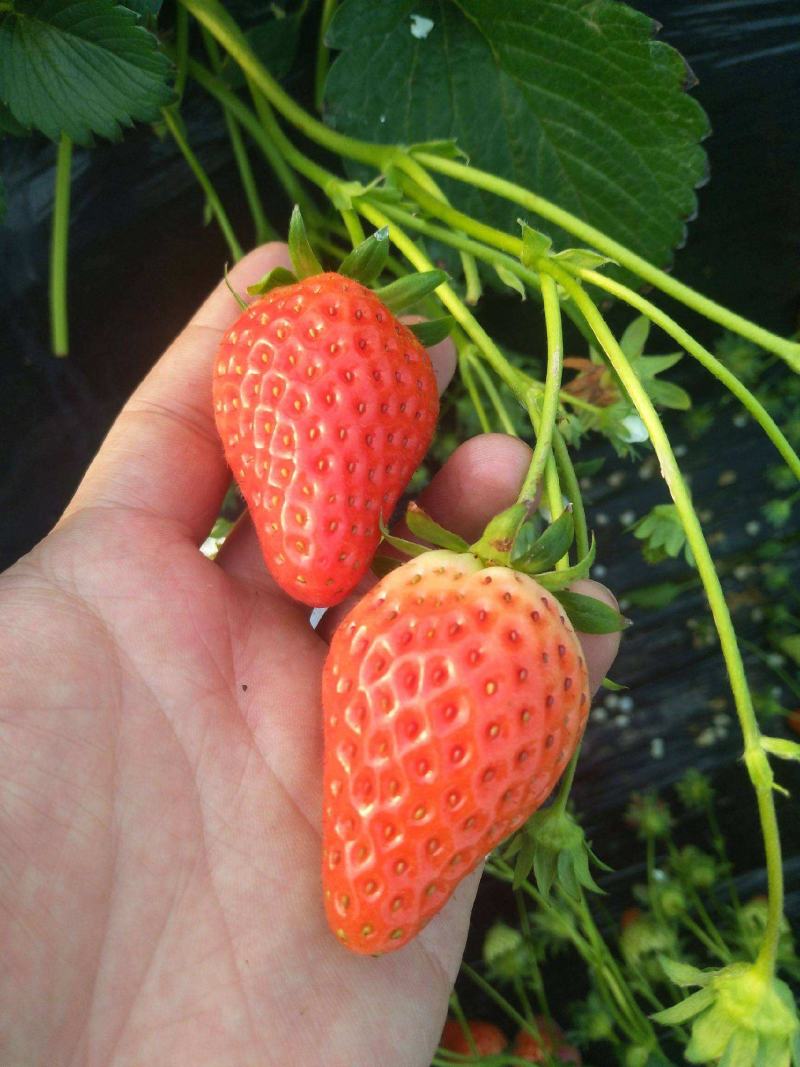 草莓种子四季种植奶油草莓籽四季草莓籽草莓种籽子水果种子