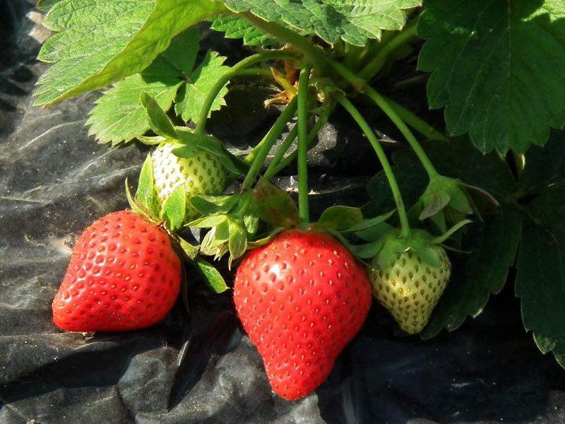 草莓种子四季种植奶油草莓籽四季草莓籽草莓种籽子水果种子