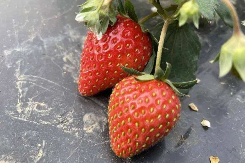 草莓种子四季种植奶油草莓籽四季草莓籽草莓种籽子水果种子