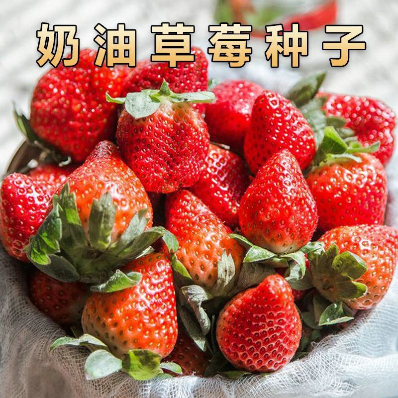 草莓种子四季种植奶油草莓籽四季草莓籽草莓种籽子水果种子