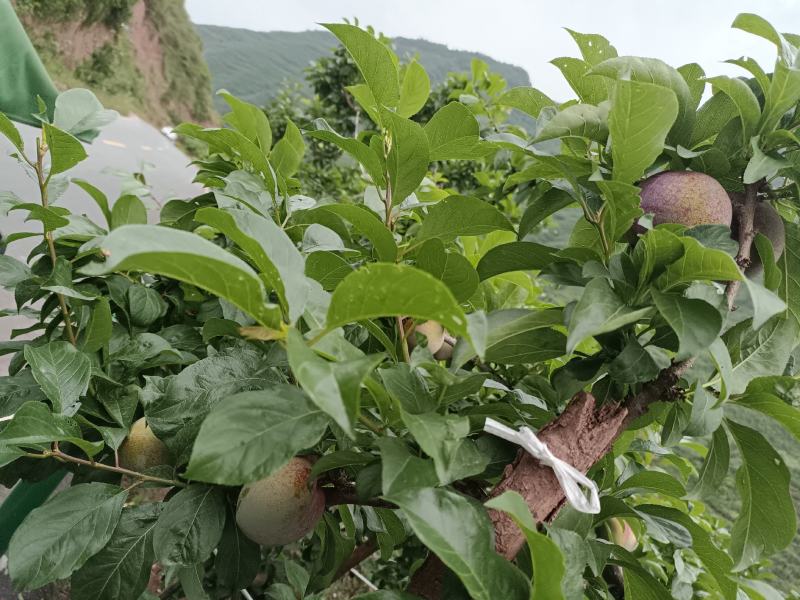 味帝李一手货源产地直发欢迎各位老板来购买