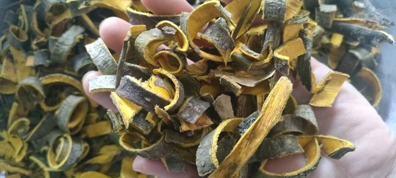 【热销】川黄柏实物拍摄物美价廉重在品质常年有货源