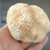 菌类香菇猴头菇