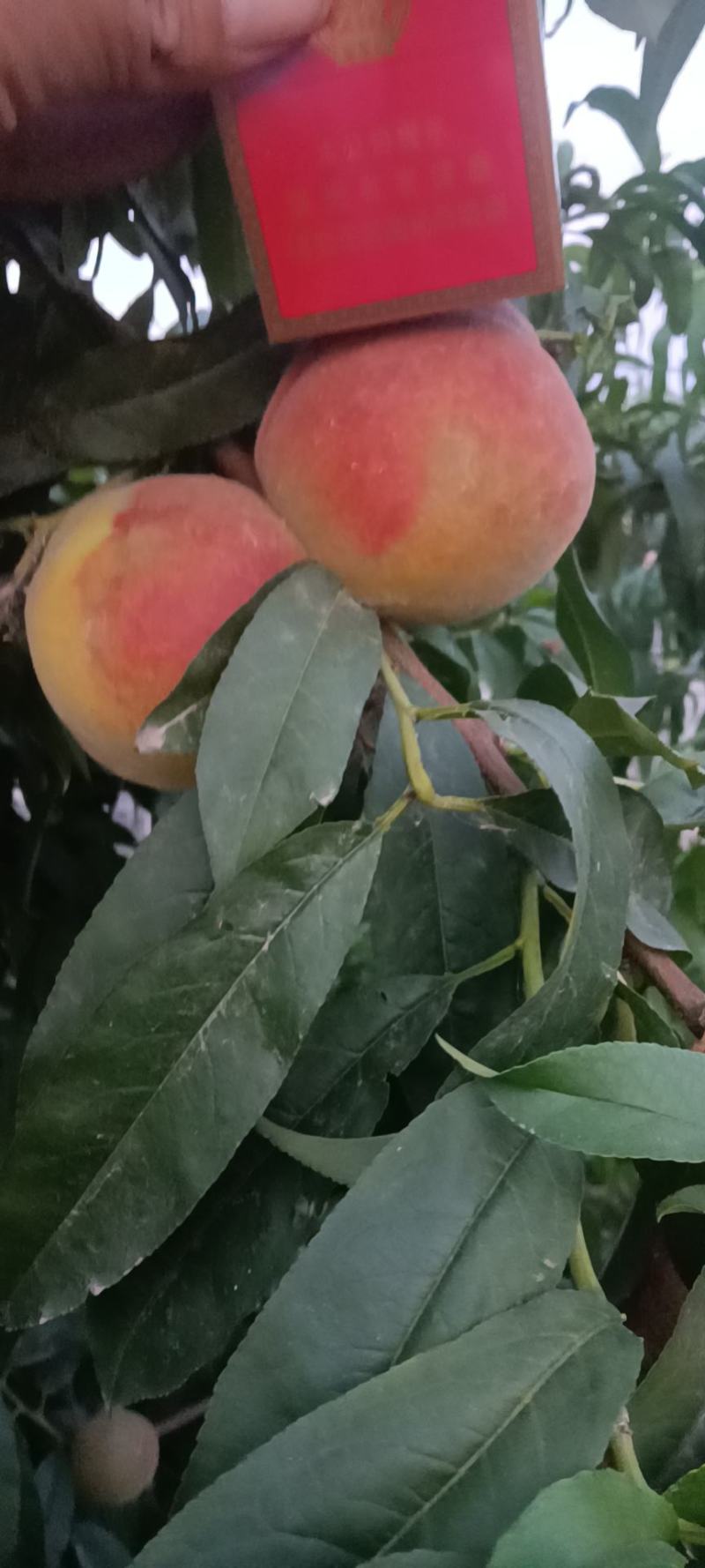 黄桃不套袋的黄桃