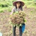 续断种苗