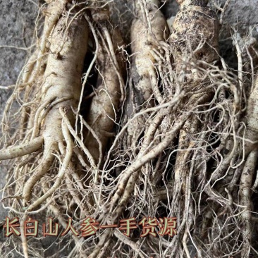 6-8年左右长白山鲜人参现挖现卖