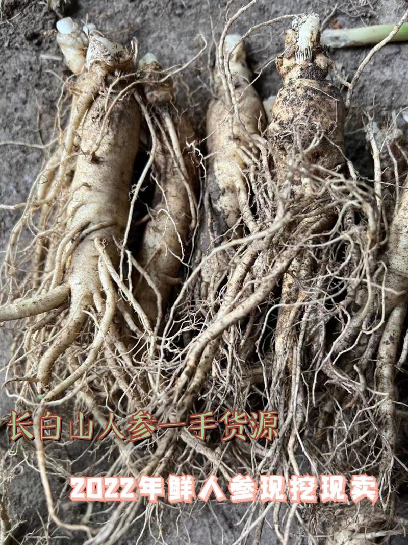 6-8年左右长白山鲜人参现挖现卖