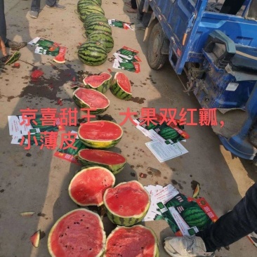 清苑甜王西瓜上市，质量与行情的把控，欢迎骚扰
