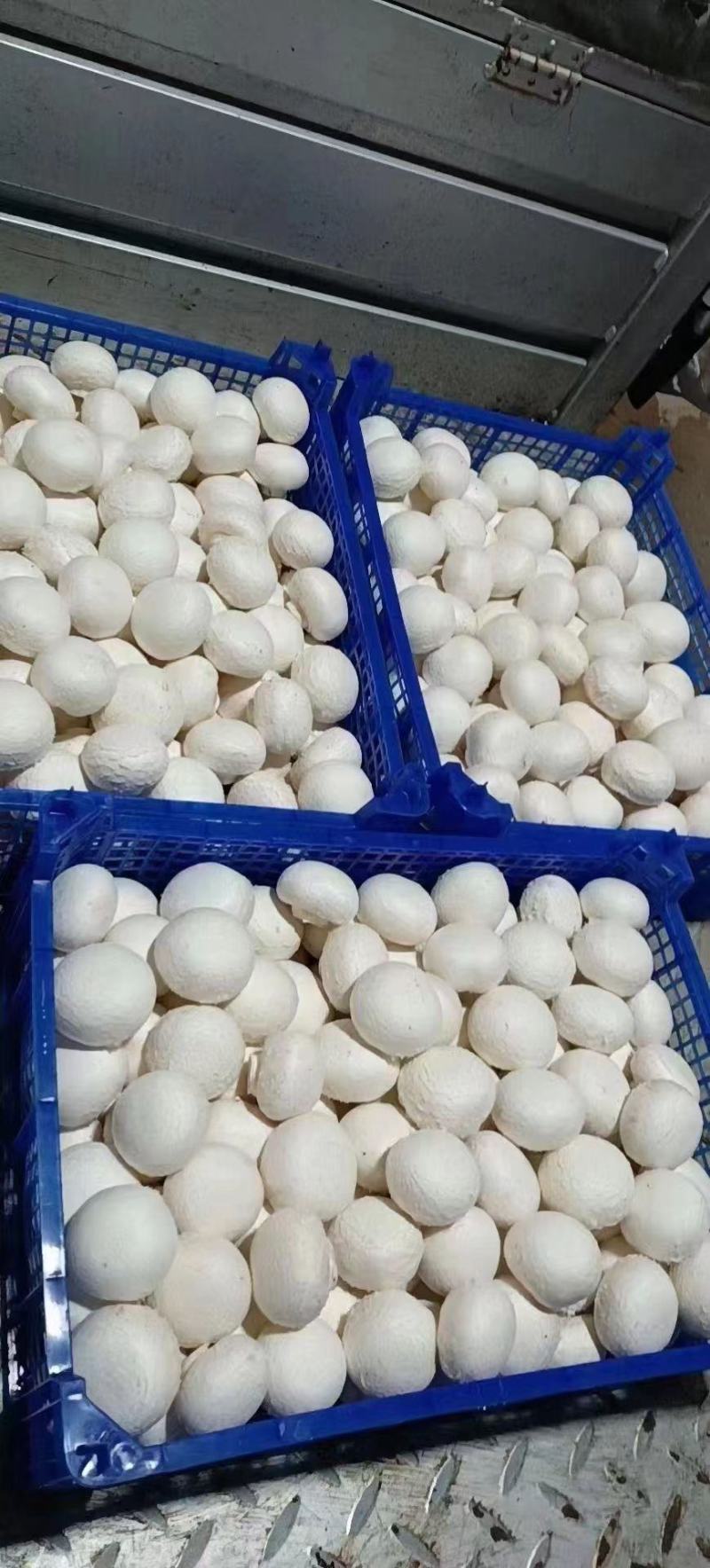 双孢菇口蘑牛排菇