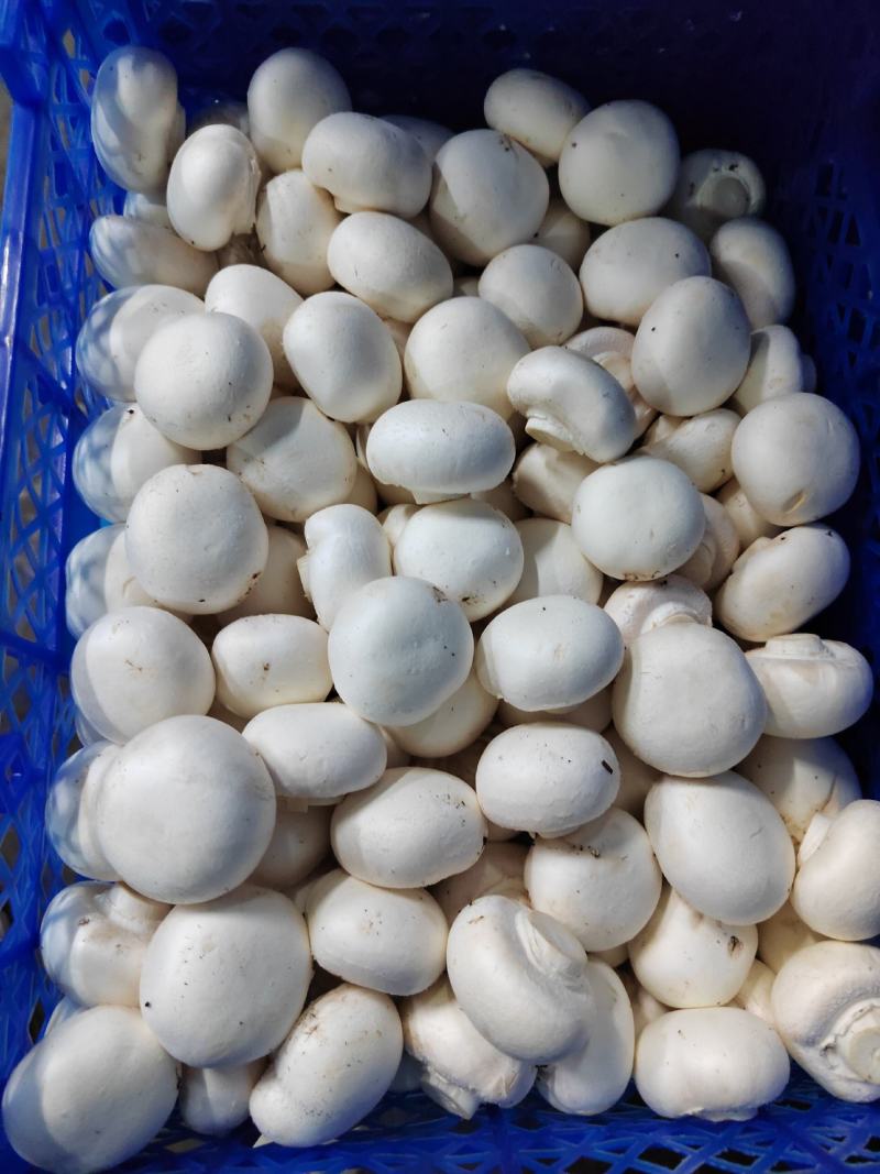 双孢菇口蘑牛排菇