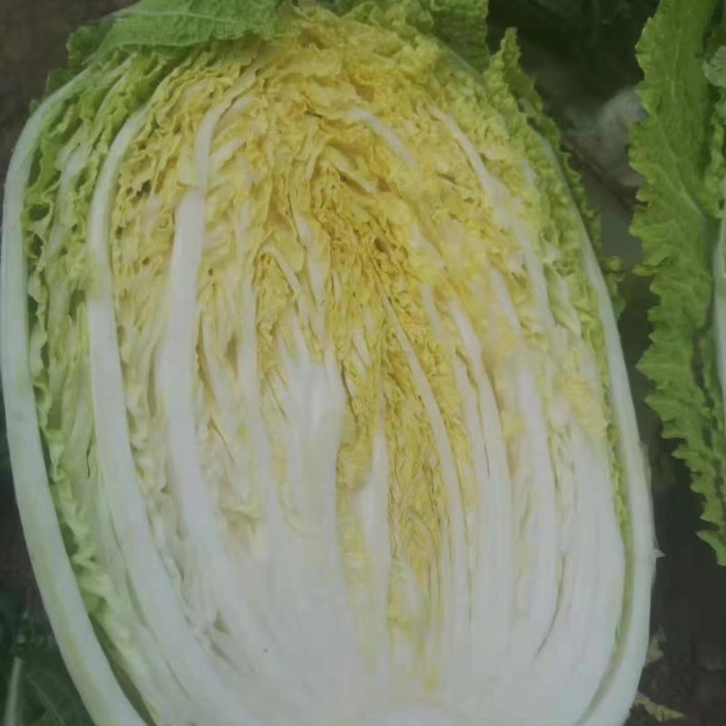 黄心白菜大白菜河北白菜新鲜上市批发价