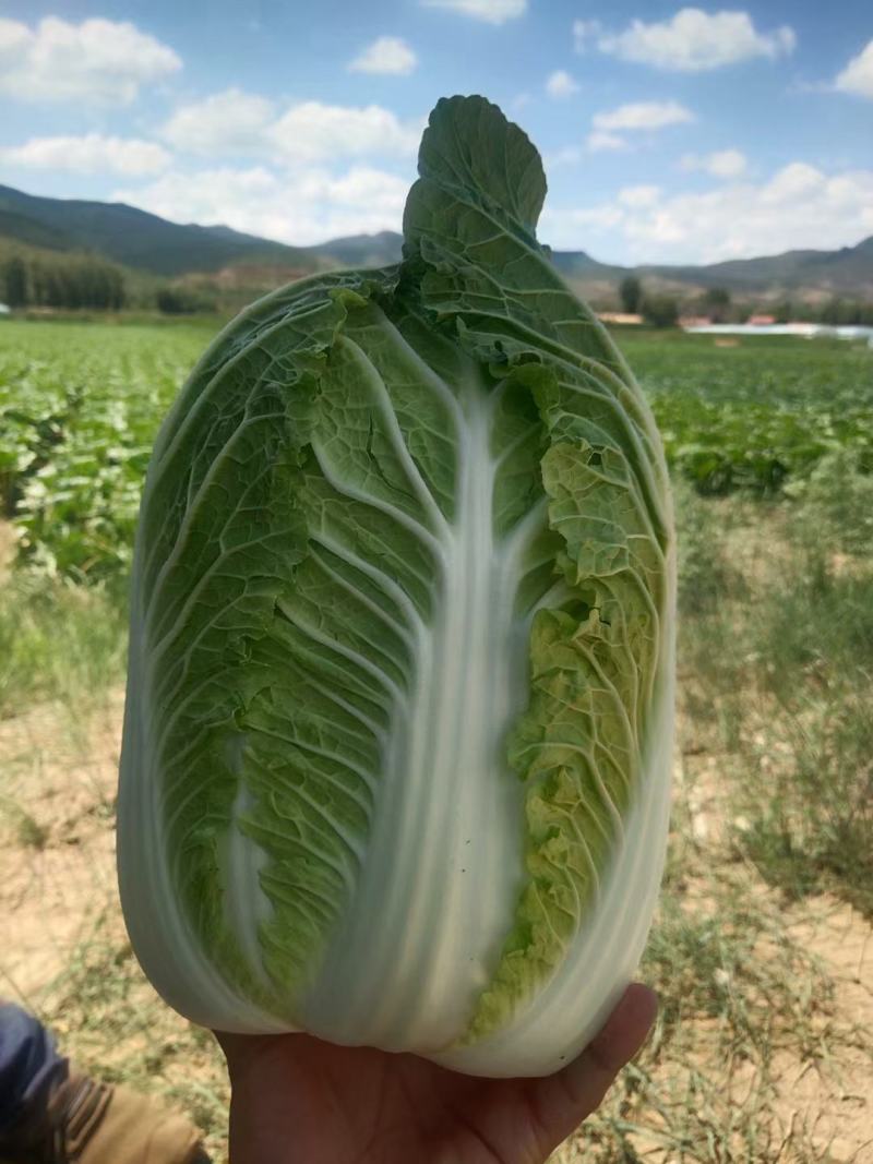 好白菜大量上市