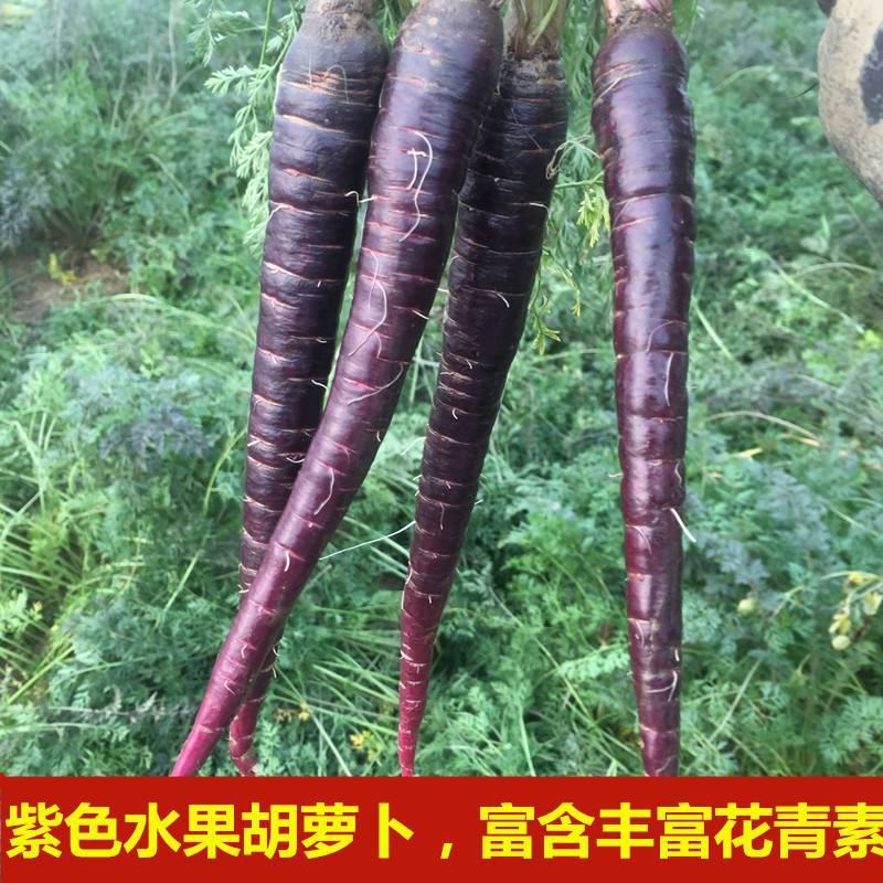 【紫胡萝卜种子】四季高产胡萝卜农家甜水果萝卜种籽庭院蔬菜