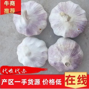 【实力代办】河南开封大蒜全国发货可视频看货量大从