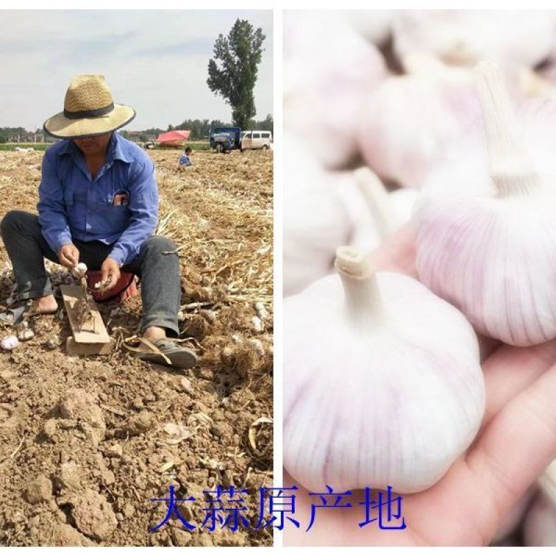 【实力代办】河南开封大蒜全国发货可视频看货量大从