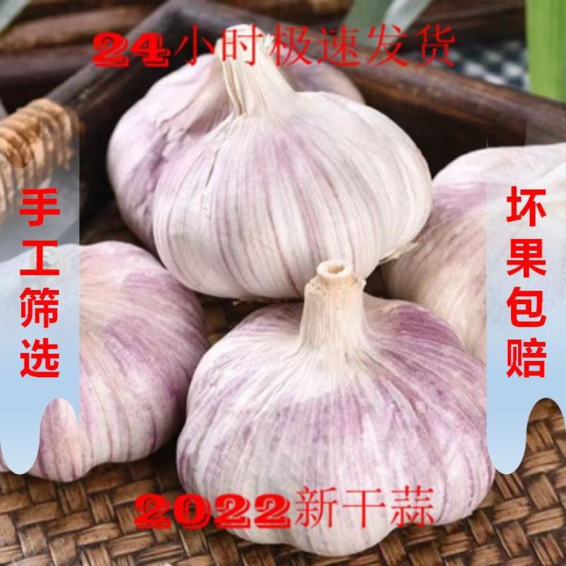 【实力代办】河南开封大蒜全国发货可视频看货量大从