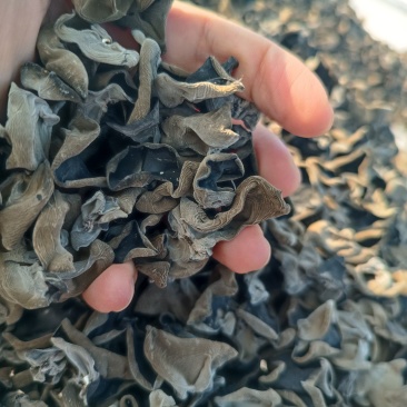 原产地直销，肉质厚，口感好，泡发率高，耐泡时间长