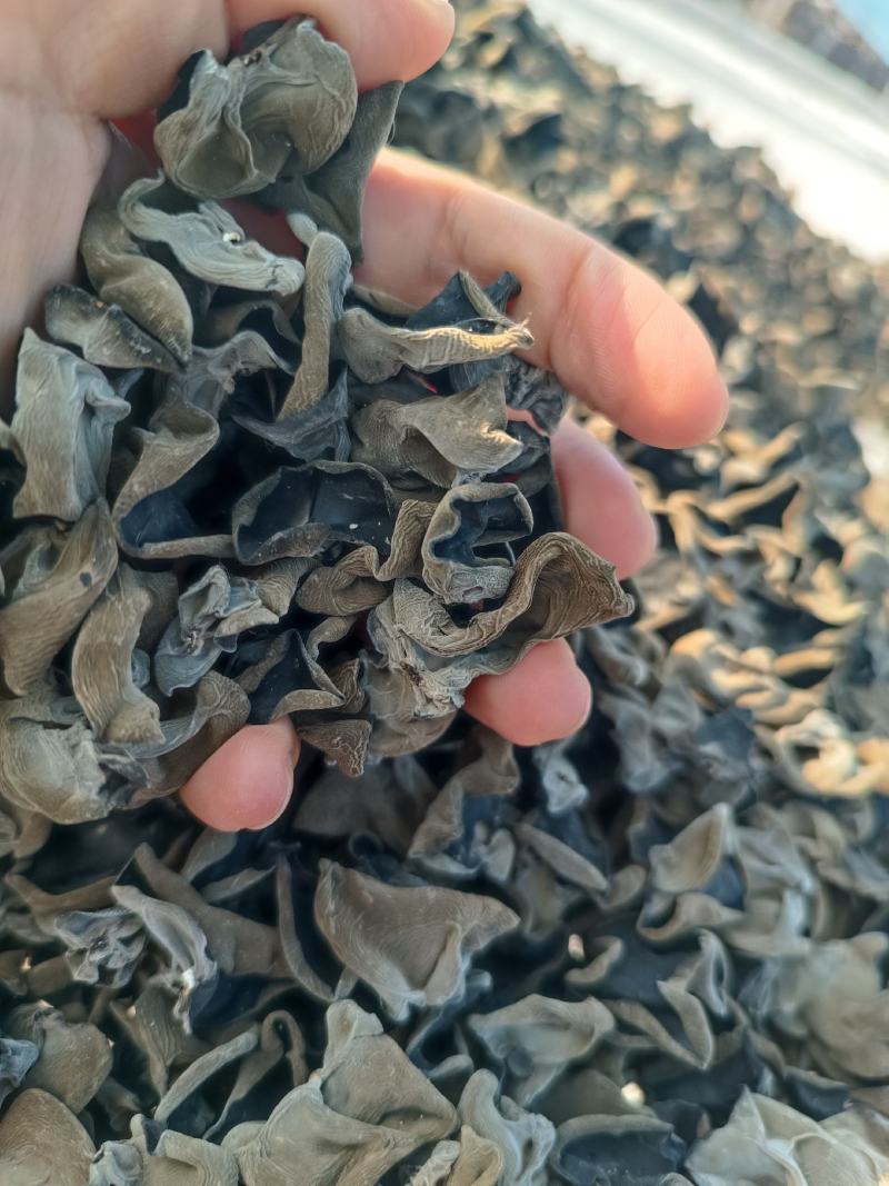 原产地直销，肉质厚，口感好，泡发率高，耐泡时间长
