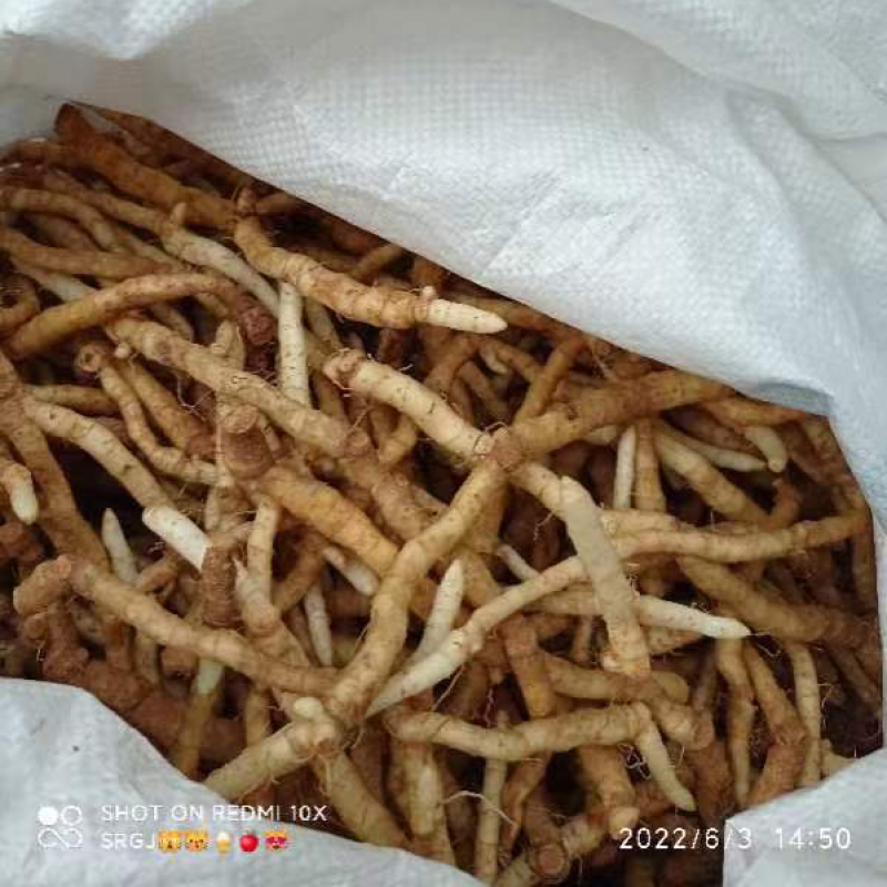 本地高山玉竹