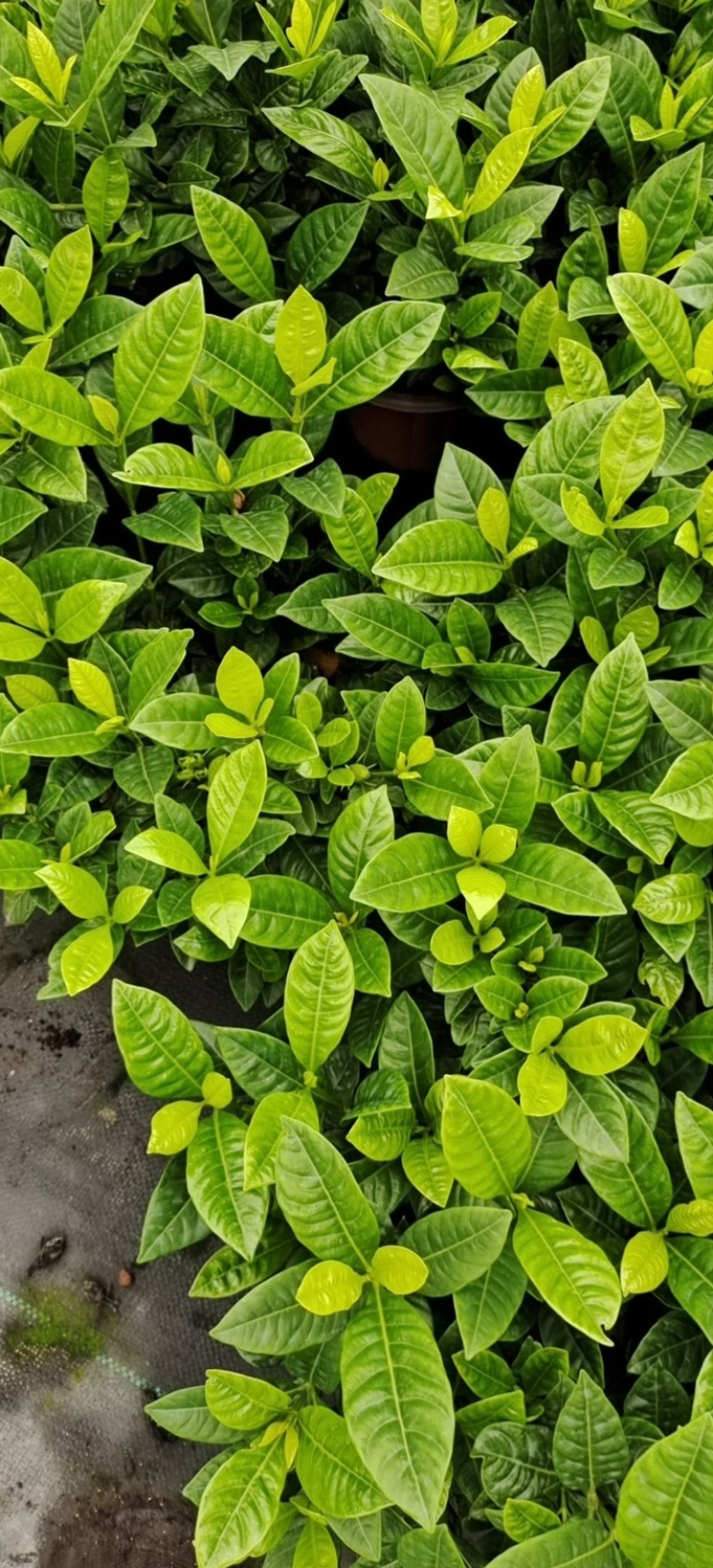 180#栀子花