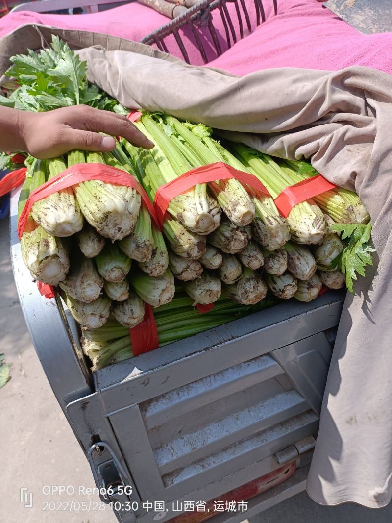 芹菜，产地芹菜，大概有500亩左右精品西芹，大量上市