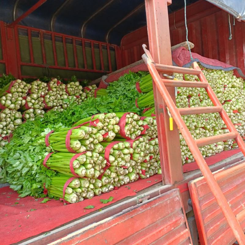 芹菜，产地芹菜，大概有500亩左右精品西芹，大量上市