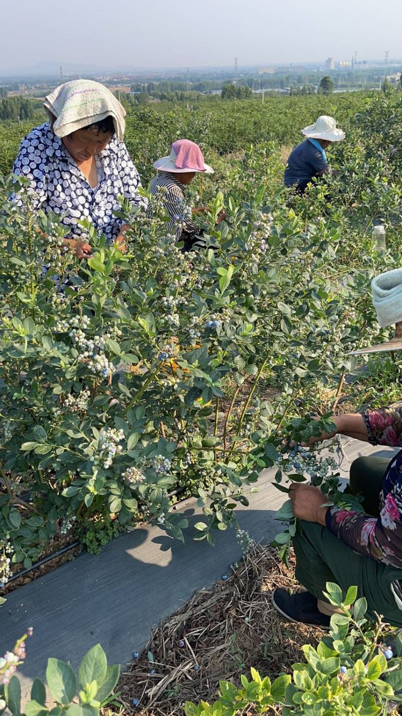 薄雾莱格西奥尼尔大批量上市，专车发货欢迎各地老板前来选购