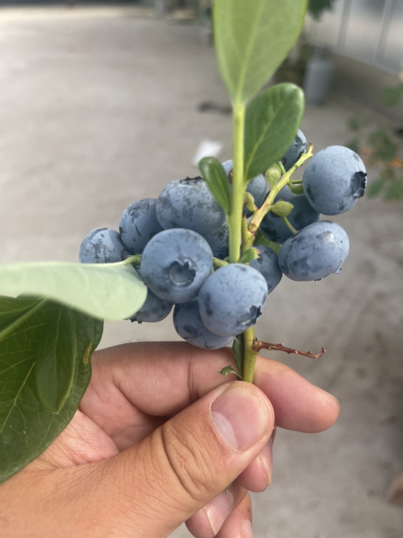 薄雾莱格西奥尼尔大批量上市，专车发货欢迎各地老板前来选购