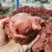 各种猪肉腱牛肉腱子都有（肉类品源头工厂一手货源量大从优）