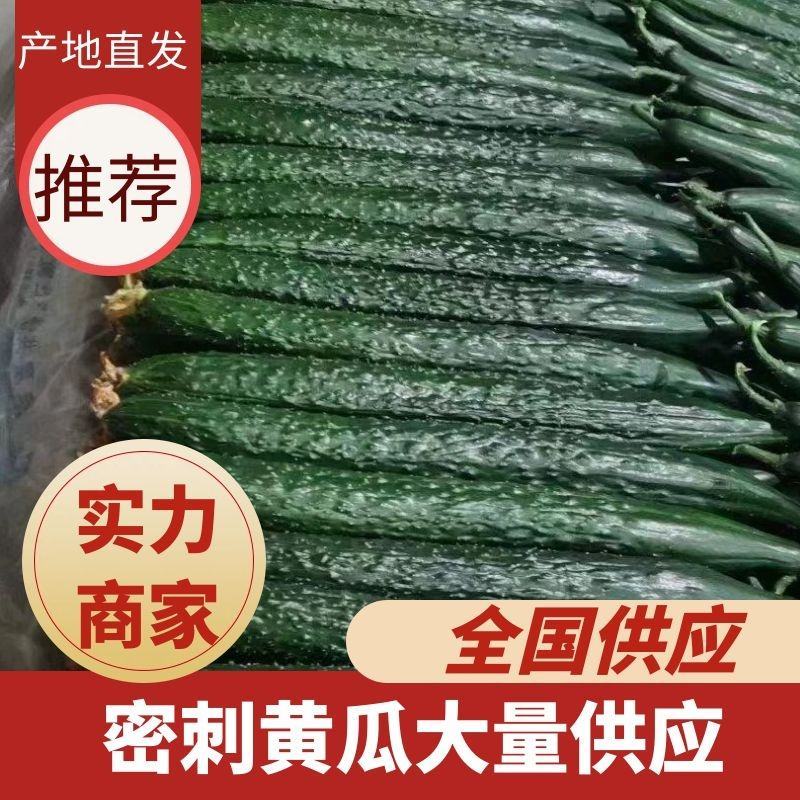 山东密刺黄瓜大量上市新鲜采摘现采现发青梗青肉条直亮度好
