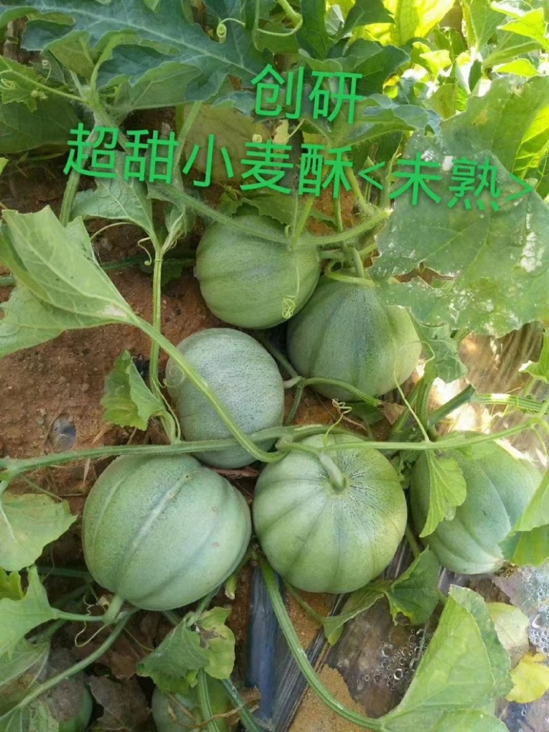 耐重茬甜瓜种子浪潮精品绿花皮甜瓜种籽高产抗病酥脆香甜