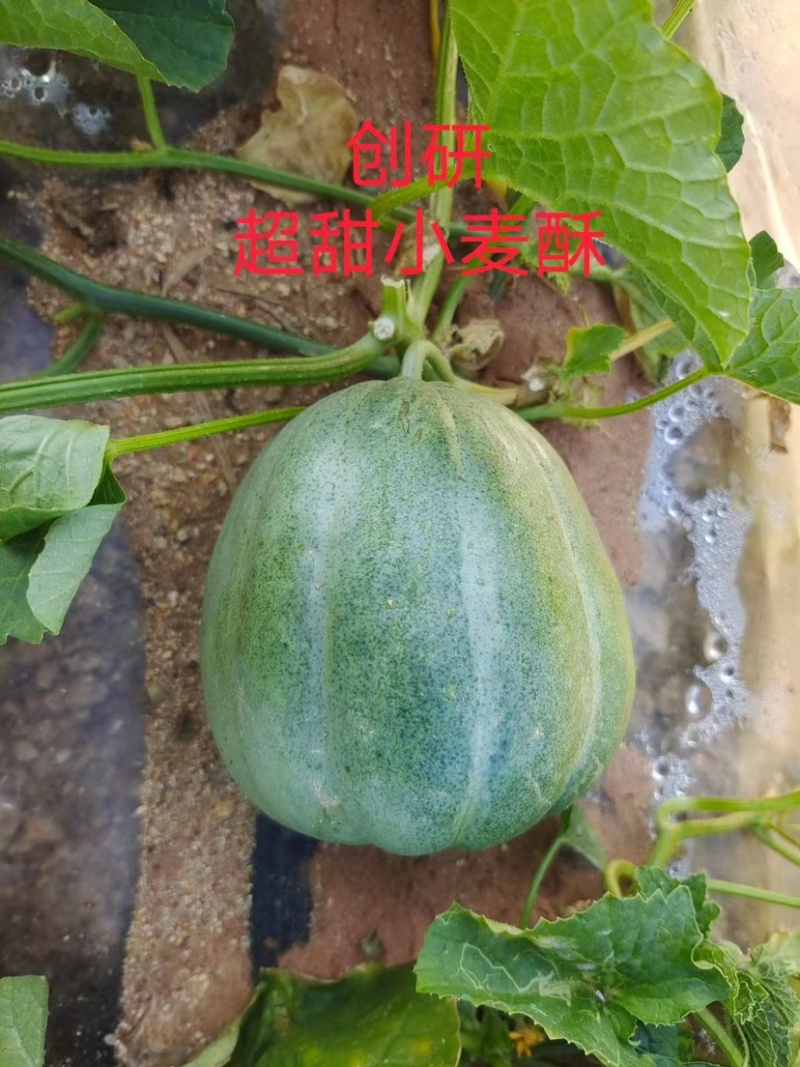 耐重茬甜瓜种子浪潮精品绿花皮甜瓜种籽高产抗病酥脆香甜
