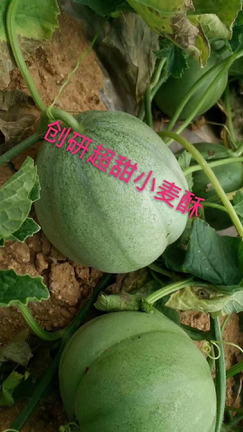耐重茬甜瓜种子浪潮精品绿花皮甜瓜种籽高产抗病酥脆香甜