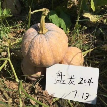 盘龙204南瓜密本南瓜大量供应，质量保证，欢迎实地考察!