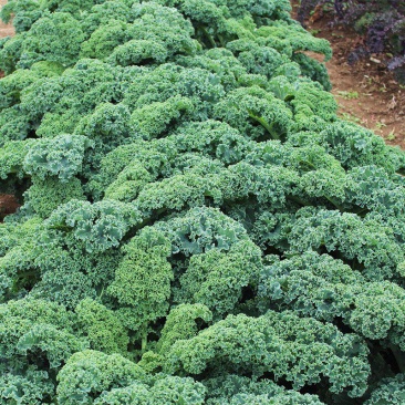 羽衣甘蓝蔬菜种子食用甘蓝蔬菜孑种籽阳台四季盆栽