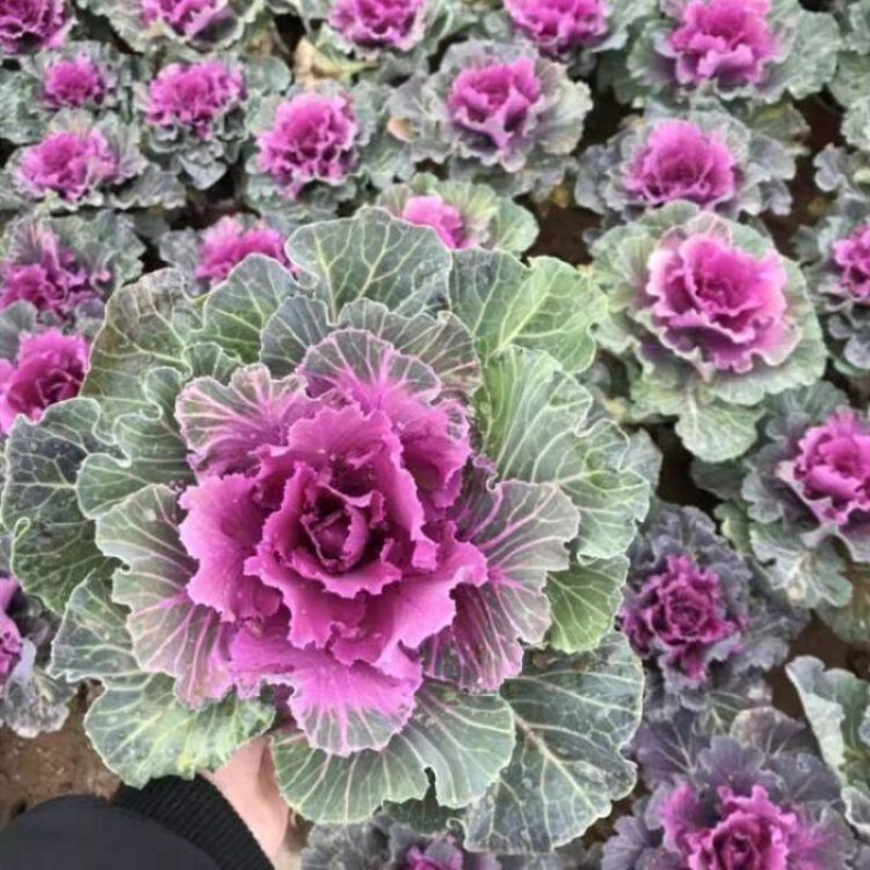 羽衣甘蓝蔬菜种子食用甘蓝蔬菜孑种籽阳台四季盆栽