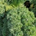 羽衣甘蓝蔬菜种子食用甘蓝蔬菜孑种籽阳台四季盆栽