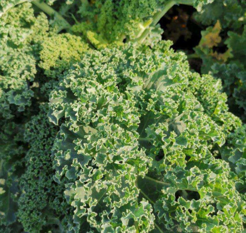 羽衣甘蓝蔬菜种子食用甘蓝蔬菜孑种籽阳台四季盆栽