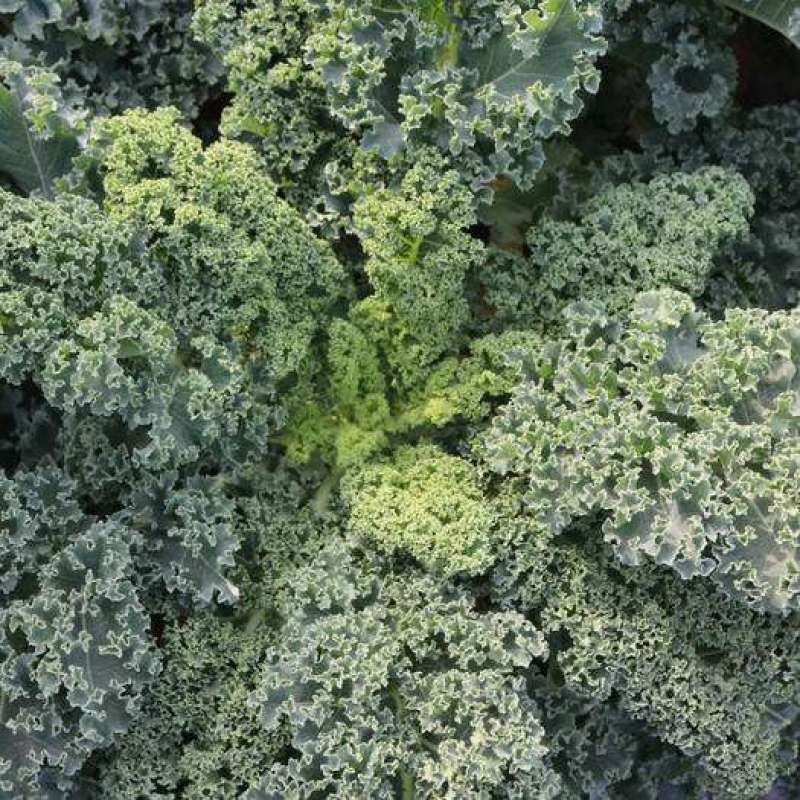 羽衣甘蓝蔬菜种子食用甘蓝蔬菜孑种籽阳台四季盆栽