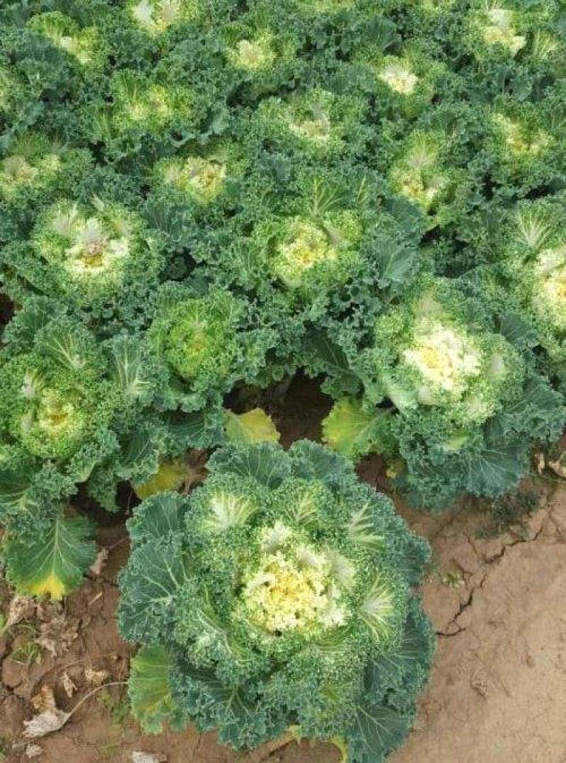 羽衣甘蓝蔬菜种子食用甘蓝蔬菜孑种籽阳台四季盆栽