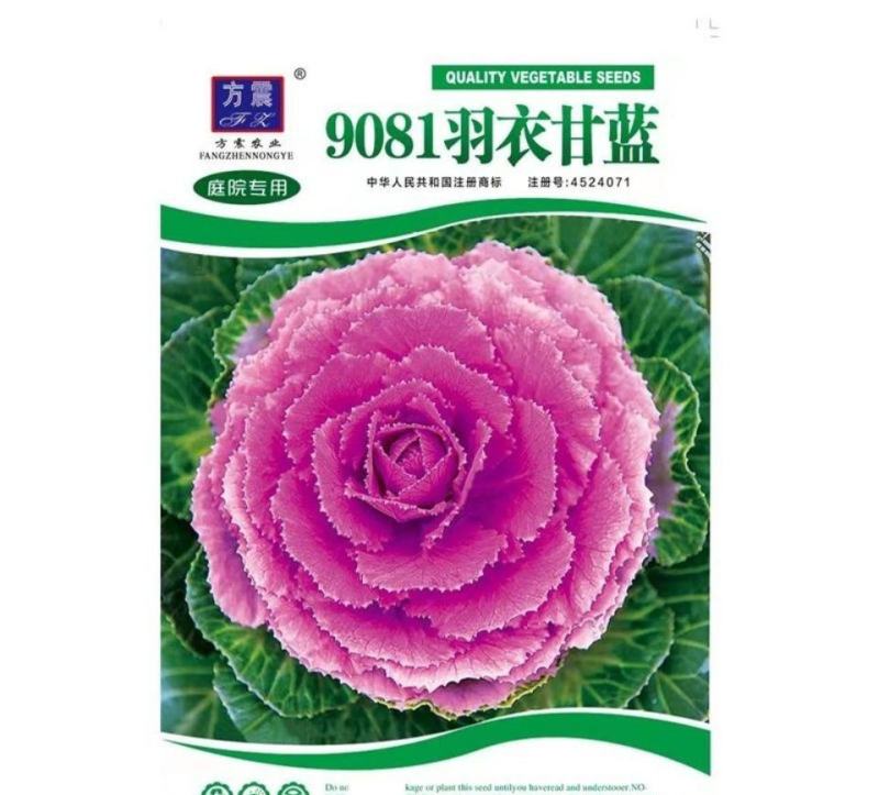 羽衣甘蓝蔬菜种子食用甘蓝蔬菜孑种籽阳台四季盆栽