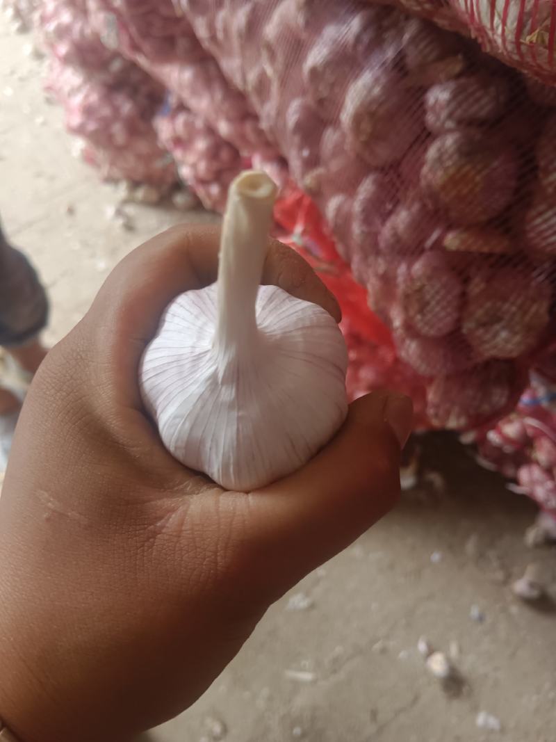 紫皮大蒜