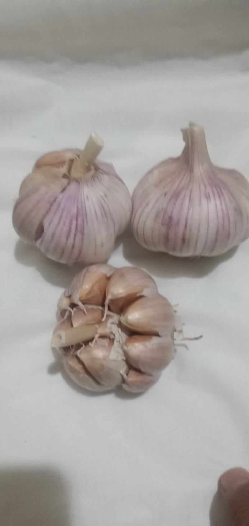 河北邯郸紫皮大蒜大量现货诚信经营，对接全国电商市场批发商