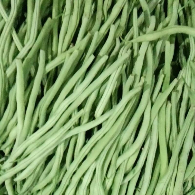 精品甘肃豆王
