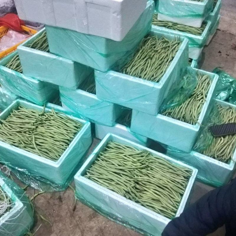 精品甘肃豆王