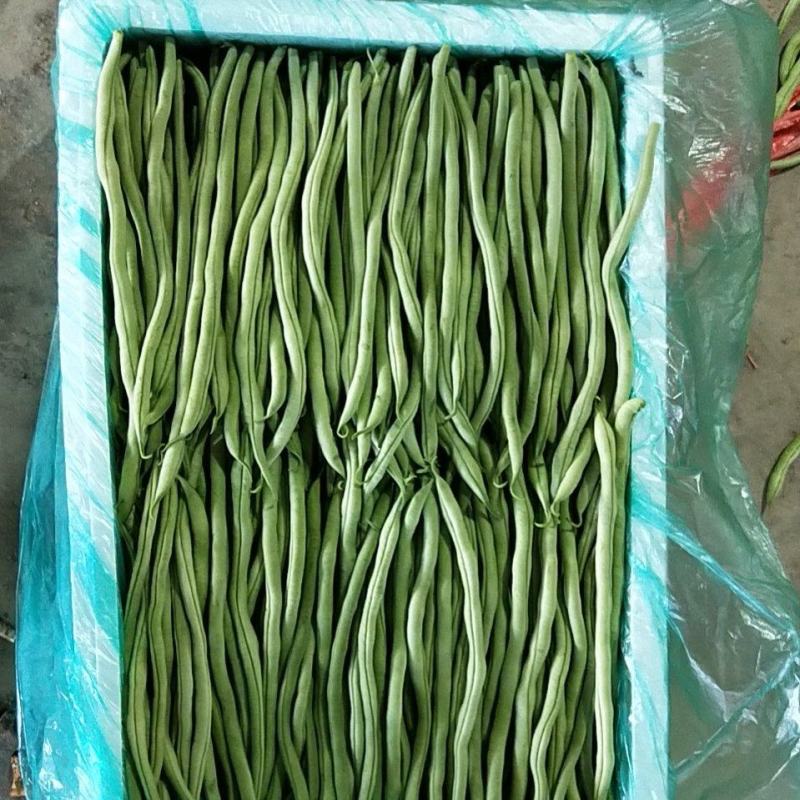 精品甘肃豆王
