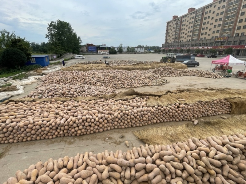 广西基地204小磨盘南瓜盘龙南瓜口感甜面火爆热卖中