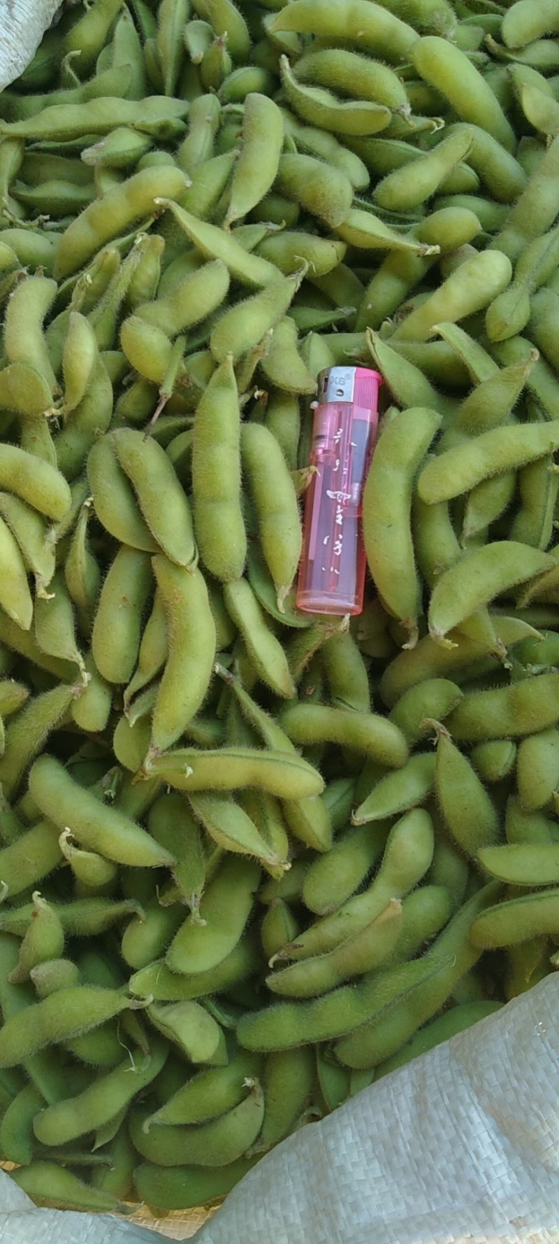 翠绿宝，大青豆
