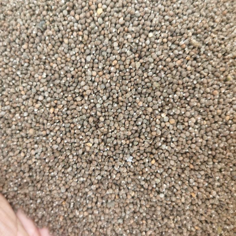 黑苏籽产地直发常年供货保质保量可实地考察