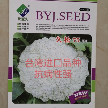 久松75花菜种子春秋两用花球松散抗病性强商品性好